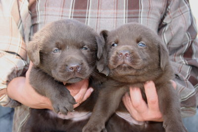 チョコラブ(ラブラドールチョコレート色)の子犬オス2頭、生後1ヶ月弱画像