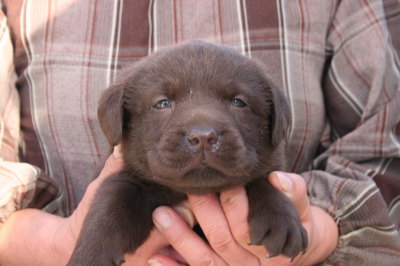 チョコラブ(ラブラドールチョコレート色)の子犬オス2頭、生後1ヶ月弱 
