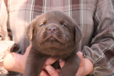 チョコラブ(ラブラドールチョコレート色)の子犬オス、生後1ヶ月弱画像