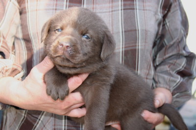 チョコラブ(ラブラドールチョコレート色)の子犬オス、生後1ヶ月弱画像