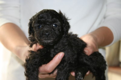 トイプードルシルバー(グレー)の子犬メス、生後5週間画像