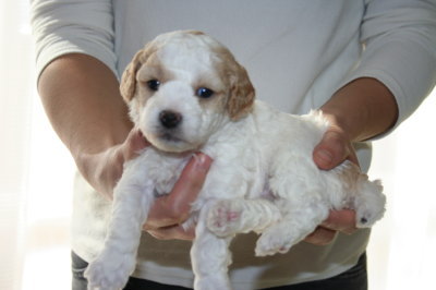 トイプードル白茶(赤)パーティーカラーの子犬オス、生後4週間画像