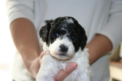 トイプードル白黒パーティーカラーの子犬メス、生後4週間画像