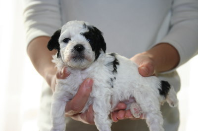 トイプードル白黒パーティーカラーの子犬メス、生後4週間画像