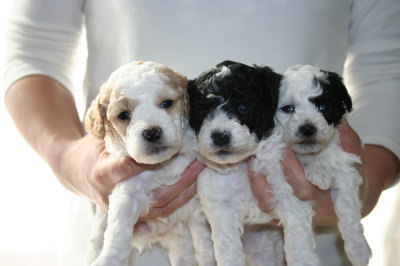 白茶(赤)パーティーオスと白黒パーティーメス2頭の子犬、生後4週間画像