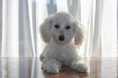 トイプードルホワイト(白色)の子犬メス、生後4ヶ月画像