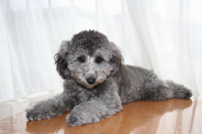 トイプードルシルバー(グレー)の子犬オス、生後7ヶ月画像