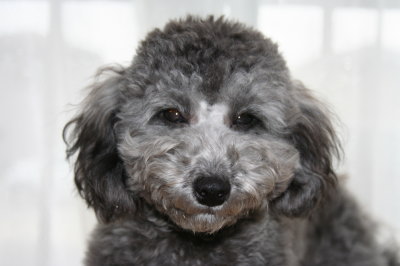 トイプードルシルバー(グレー)の子犬オス、生後7ヶ月画像