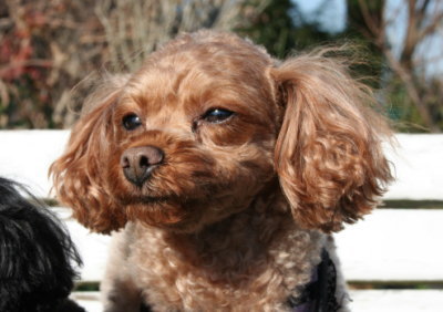 トイプードルレッドの成犬メス画像