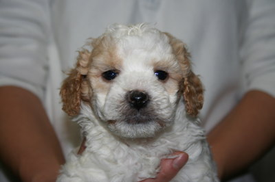 トイプードル白茶(赤)パーティーカラーの子犬オス、生後5週間画像
