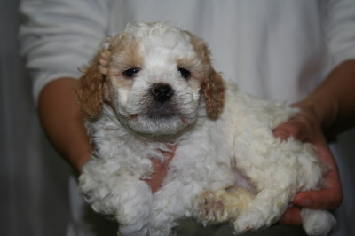 トイプードル白茶(赤)パーティーカラーの子犬オス、生後5週間画像