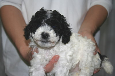 トイプードル白黒パーティーカラーの子犬メス、生後5週間画像