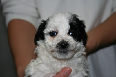 トイプードル白黒パーティーカラーの子犬メス、生後5週間画像