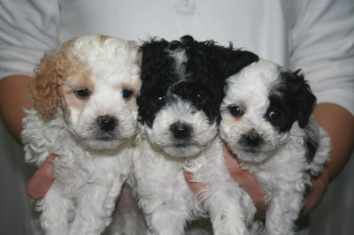 トイプードル白茶(赤)パーティーオスと白黒パーティーメス2頭の子犬、生後5週間画像
