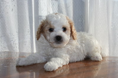 トイプードル白茶(赤)パーティーカラーの子犬オス、生後6週間画像