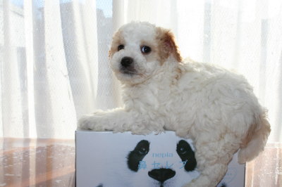 トイプードル白茶(赤)パーティーカラーの子犬オス、生後6週間画像