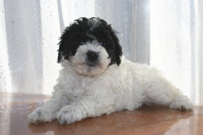 トイプードル白黒パーティーカラーの子犬メス、生後6週間画像