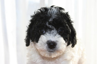 トイプードル白黒パーティーカラーの子犬メス、生後6週間画像