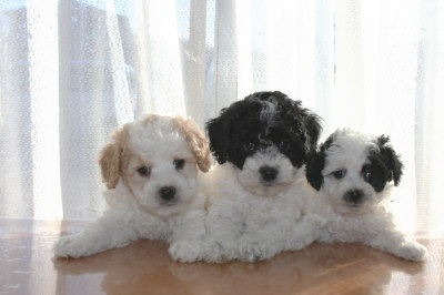 トイプードル白茶(赤)オスと白黒メス2頭のパーティーカラー子犬、生後6週間