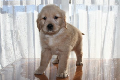 ゴールデンレトリバーの子犬メス、生後45日画像