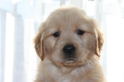 ゴールデンレトリバーの子犬メス、生後45日画像