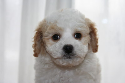 トイプードル白茶(赤)パーティーカラーの子犬オス、生後7週間画像