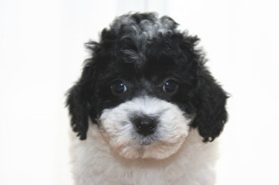 トイプードル白黒パーティーカラーの子犬メス、生後7週間画像