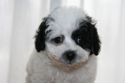 トイプードル白黒パーティーカラーの子犬メス、生後7週間画像