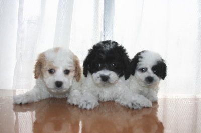 トイプードル白茶(赤)オスと白黒メス2頭のパーティーカラー子犬、生後7週間画像