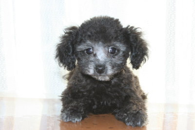 タイニーサイズ☆トイプードルシルバー(グレー)の子犬メス、生後2ヶ月画像