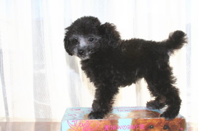 タイニーサイズ☆トイプードルシルバー(グレー)の子犬メス、生後2ヶ月画像