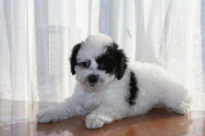 トイプードル白黒パーティーの子犬メス、生後2ヶ月画像