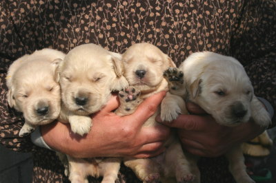 ゴールデンレトリバーの子犬オス2頭メス2頭、生後2週間画像