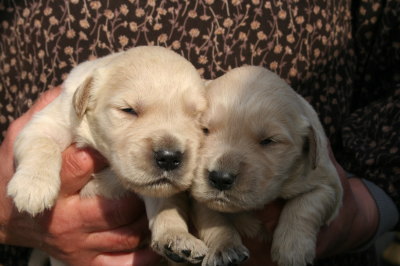 ゴールデンレトリバーの子犬オス2頭、生後2週間画像