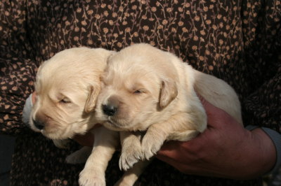 ゴールデンレトリバーの子犬オス2頭、生後2週間画像