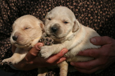 ゴールデンレトリバーの子犬メス2頭、生後2週間画像