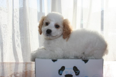 トイプードル白茶(赤)パーティーカラーの子犬オス、生後2ヶ月画像
