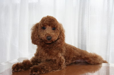 トイプードルレッドの子犬オス、生後6ヶ月(半年)画像