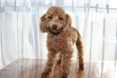 トイプードルレッドの子犬オス、生後6ヶ月(半年)画像