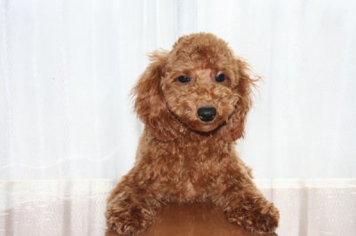 トイプードルレッドの子犬メス、生後6ヶ月(半年)画像