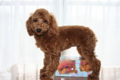 トイプードルレッドの子犬メス、生後6ヶ月(半年)画像