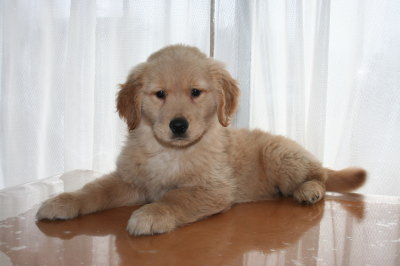 ゴールデンレトリバーの子犬メス、生後2ヶ月画像