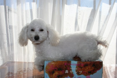 トイプードルホワイト(白色)の子犬メス、生後5ヶ月画像