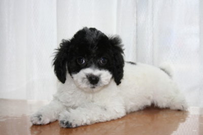 トイプードル白黒パーティーカラーの子犬メス、生後2ヶ月画像