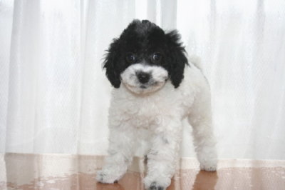 トイプードル白黒パーティーカラーの子犬メス、生後2ヶ月画像