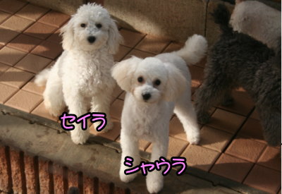 トイプードルホワイト(白色)の子犬姉妹メス、生後6ヶ月画像