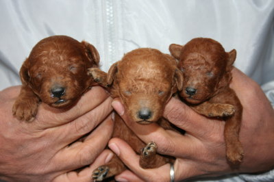 トイプードルレッドの子犬オス1頭メス2頭、生後2週間画像