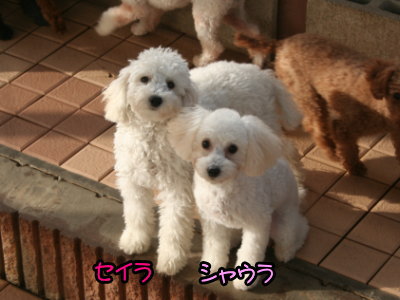 トイプードルホワイト(白色)の子犬2頭、生後半年画像