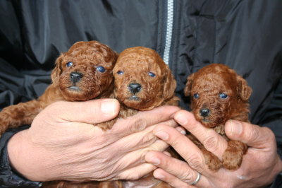 トイプードルレッドの子犬オス1頭メス2頭、生後4週間画像