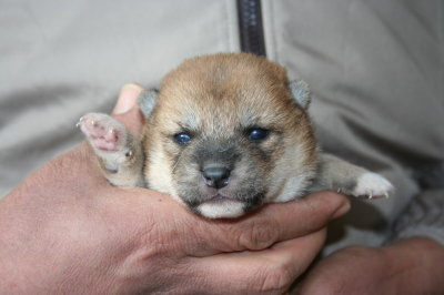 柴犬茶色(赤)の子犬メス、生後2週間画像